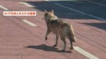 テーマパークから脱走したオオカミ画像　1枚が“AI作成のフェイク”か　消防「画像の真偽を確認する余裕がなかった」　韓国