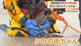 「濁流の中に“シカの赤ちゃん”　消防隊員が懸命の救出劇　立ち往生車の救助に駆けつけて偶然発見　アメリカ」の画像1