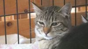 「ひげが焼け、喉までやけど」猫16匹が住宅火災で焼け出される　保護団体が懸命に治療、徐々に回復　安曇野の新しい家族のもとへ「ごはんも食べられました」「幸せになってね」