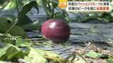 「【台風6号被害】奄美大島のパッションフルーツ、100キロ落下し廃棄 　出荷できる果実も不透明「どうなるかわからない」」の画像1