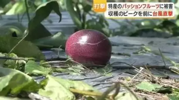 【台風6号被害】奄美大島のパッションフルーツ、100キロ落下し廃棄 　出荷できる果実も不透明「どうなるかわからない」