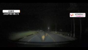 【映像】「ドン！」道路の奥から迫るイノシシ親子、衝突で車のフロントバンパーが真っ二つに　緊迫の一部始終