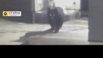 市街地にクマ　付近に小学校　登校自粛を呼びかけ…警察などが周辺封鎖　緊急銃猟行う可能性も　福島・郡山市