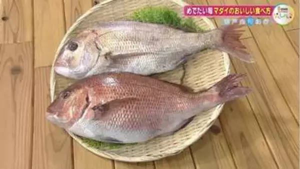まだまだ旬！春の瀬戸内を彩る“桜鯛”　マダイの「天然」と「養殖」を食べ比べたらどんな食感？【瀬戸内旬紀行　岡山・香川発】