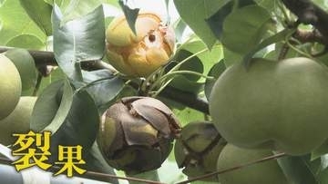 ナシ農家“悲鳴” 大雨と猛暑のダブルパンチ 水分過多で収穫間近の実が割れる“裂果”現象 猛暑で実が柔らかくなる“高温障害”も懸念 【福岡発】