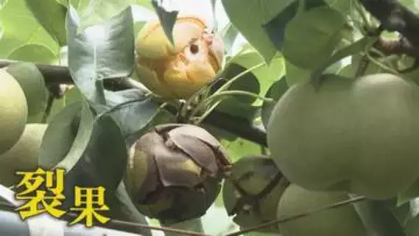ナシ農家“悲鳴” 大雨と猛暑のダブルパンチ 水分過多で収穫間近の実が割れる“裂果”現象 猛暑で実が柔らかくなる“高温障害”も懸念 【福岡発】