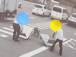 トヨタの工場前にも現れる…早朝の市街地に『イノシシ』男性が次々に襲われ4人ケガ “猛進”する姿が防犯カメラに