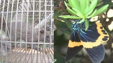 木を枯らす外来種の「キオビエダシャク」大分市で目撃相次ぐ　別府市では特定外来生物「クリハラリス」の根絶目指す　大分発
