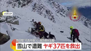 標高2500mの雪山で“ヤギ37匹”が遭難…数日間“行方不明”も救助隊と雪道を行進“見事な統率”で生還　イタリア