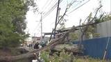 「東京・府中で木が倒れ電線にもたれ掛かる「ドカーンと」　倒木現場近くには小学校　けが人なし」の画像1