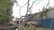 東京・府中で木が倒れ電線にもたれ掛かる「ドカーンと」　倒木現場近くには小学校　けが人なし