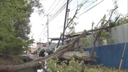 東京・府中で木が倒れ電線にもたれ掛かる「ドカーンと」　倒木現場近くには小学校　けが人なし