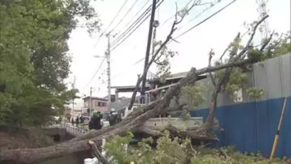 東京・府中で木が倒れ電線にもたれ掛かる「ドカーンと」　倒木現場近くには小学校　けが人なし