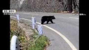 「2回ぐらい目が合った」温泉地や寺で“クマ出没”相次ぐ　観光客も恐怖…住宅街でも連日目撃　青森・八戸市では5日連続
