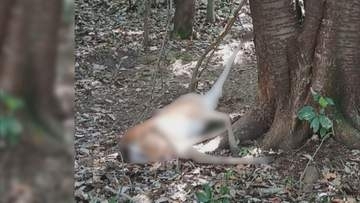 “頭”が落ちていて発覚…山中で違法にシカを“密猟”かベトナム国籍の男逮捕 販売目的で無許可で解体の疑いも