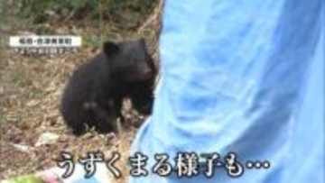 クマ出没　「やっぱり怖い」住宅の敷地内に“春クマ”出没　前日も同じ場所で目撃　午後に捕獲　福島