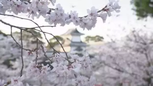 「兼六園の桜2026、40種類400本が満開——兼六園の茶店名物「じぶそば」と春パフェで楽しむ金沢の春」の画像