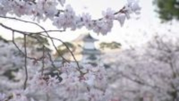 兼六園の桜2026、40種類400本が満開——兼六園の茶店名物「じぶそば」と春パフェで楽しむ金沢の春