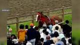 「馬が逃げ出し6人けが　福島の「相馬野馬追」」の画像1