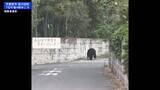 「栃木・宇都宮市の中心部でクマ　驚いて逃げる人の様子がカメラに…中学校付近でも目撃　朝からパトロール再開へ」の画像1