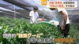 「「強力なライバル」中国産抹茶が攻勢　日本の栽培法学び半額以下で大規模生産　専門家「政府としても力を入れている」」の画像1