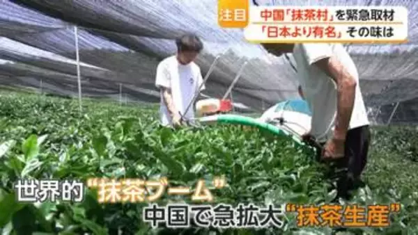 「強力なライバル」中国産抹茶が攻勢　日本の栽培法学び半額以下で大規模生産　専門家「政府としても力を入れている」