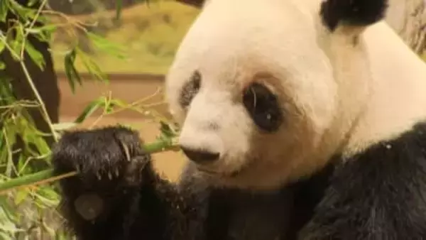 上野の双子パンダに別れ…きょう観覧最終日　シャオシャオ・レイレイ27日に中国へ