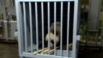 シャオシャオとレイレイが成田空港に到着　まもなく出国へ…あす中国・四川省のジャイアントパンダ保護研究センターに到着予定