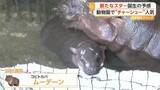 「今度は“チャーシュー”の「ムーデーン」？大ブームを巻き起こしたカバの“豚肉団子”の姪が誕生　新たなブームに期待　タイ」の画像1