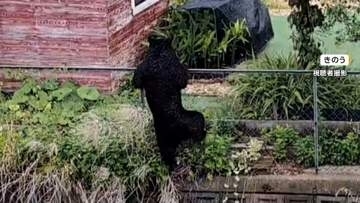 宇都宮でクマ捕獲　6日から少なくとも20件以上の目撃情報　今後3日間程度は警戒