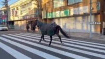 新春の街中を「馬が徘徊」明大馬術部の馬が一時厩舎から脱走　通報から約30分後自ら生田キャンパスに帰還　川崎市