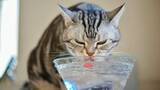 「約6割の飼い主が愛猫の飲水量を把握していない。水分不足が招く猫の病気と1日に必要な水分量の計算方法」の画像1