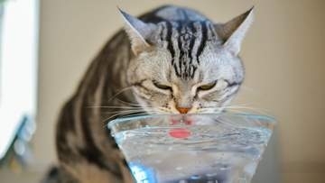 約6割の飼い主が愛猫の飲水量を把握していない。水分不足が招く猫の病気と1日に必要な水分量の計算方法