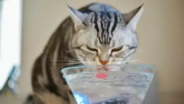 約6割の飼い主が愛猫の飲水量を把握していない。水分不足が招く猫の病気と1日に必要な水分量の計算方法
