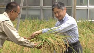 天皇陛下が皇居で恒例の稲刈り　雨でぬかるむなか長靴姿で「ニホンマサリ」など20株収穫　米は宮中祭祀などで使用