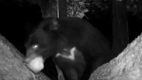 屈指の人気の高尾山にクマ出没　5連休前に警戒高まる　1号路の城見台付近　東京は世界でも珍しいクマが住む首都