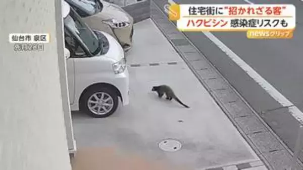 「イヌとかネコじゃない」住宅街に現れたハクビシン　屋根裏から侵入…空き家増加で住み着く恐れ　感染症リスクも　宮城・仙台市