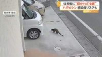 「イヌとかネコじゃない」住宅街に現れたハクビシン　屋根裏から侵入…空き家増加で住み着く恐れ　感染症リスクも　宮城・仙台市