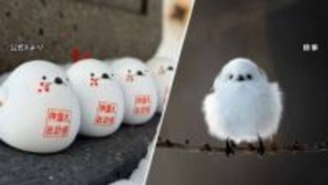 「大寒」のきょうは「シマエナガの日」札幌市の神社では“シマエナガおみくじ”頒布スタート！限定の御朱印も