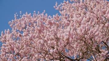 戦時下の伐採を逃れた樹齢100年超のエドヒガンの一本桜、今年も満開に咲き誇る