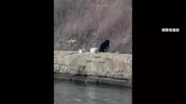 クマ出没　秋田・由利本荘市で田んぼ見回りの男性が“小学校の隣”で撃われけが　「世界遺産」熊野古道近くにも