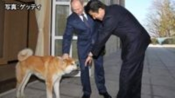 ロシアプーチン大統領に贈られた秋田犬「ゆめ」死ぬ　東日本大震災後に秋田県から贈呈