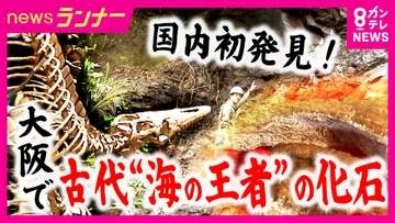 30年越しに“新種”の可能性　大阪で発掘された“海の王者”「モササウルス」化石　17歳でこの世を去った“若き研究者”が礎を築く