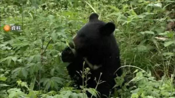 東京・八王子市でツキノワグマがわなにかかる　都内で初めて緊急銃猟行われる