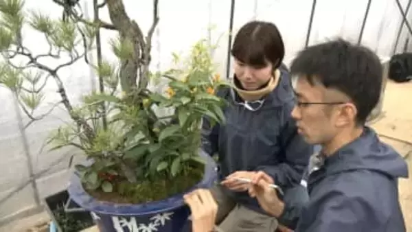 皇居で新年用盆栽「春飾り」の準備…樹齢150年超の梅の古木を中心とした伝統的盆栽　30日までに宮殿や御所など飾り付け