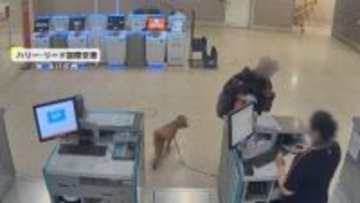 「信じられない」空港に置き去りにされた犬　飼い主の女逮捕　遺棄された犬は警察の家族が引き取る　ラスベガス