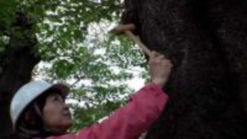 相次ぐ倒木で需要高まる樹木医　「木の治療は恩返し」　継続的な管理で緑環境を保ち次世代へ　パリでは街路樹データを管理し公開