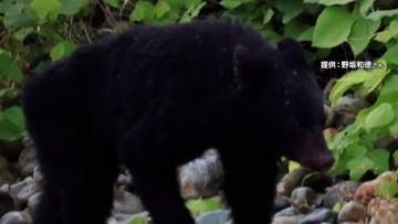 神戸市でクマを初確認　近くにゴルフ場　京都･天橋立では再び目撃情報…青森・岐阜・富山でも