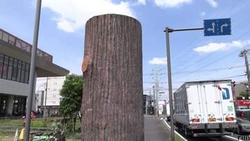 「30年近くずーっと疑問」近隣住民も正体を知らない“謎の木”　実は大雨に備えた重要施設　神奈川・横浜市