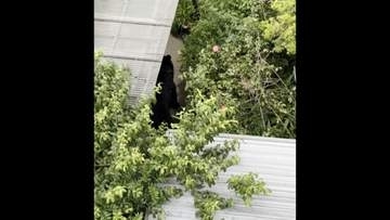【独自】クマに麻酔銃撃つ瞬間の映像　捕獲され住宅の庭から運び出される　複数個体の可能性　宇都宮市は10日も休校か検討